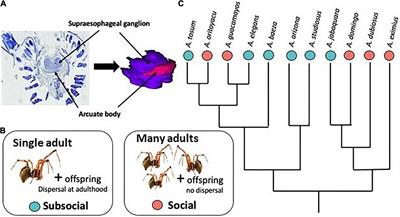 Behavioral Attributes of Social Groups Determine the Strength and Direction of Selection on Neural Investment